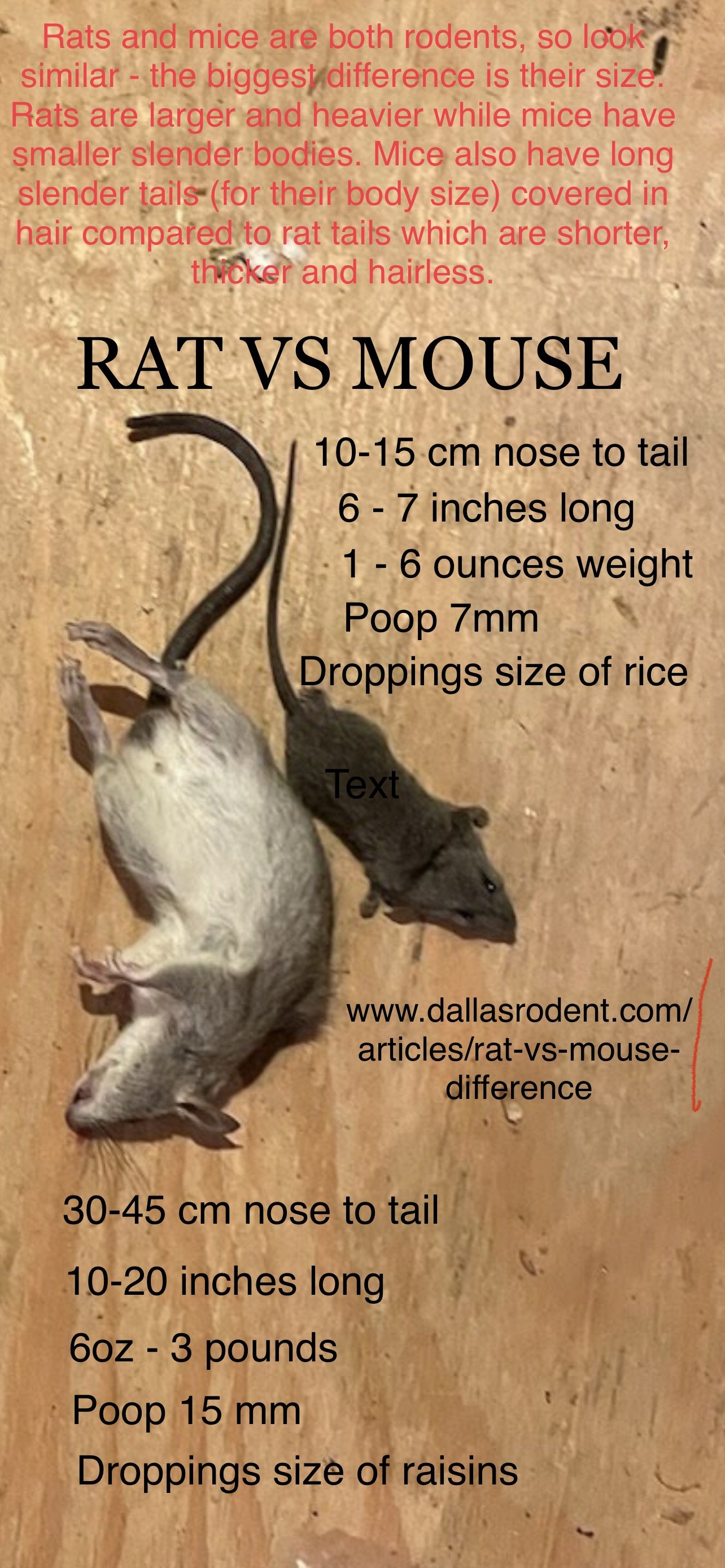 Description of a mouse animal online